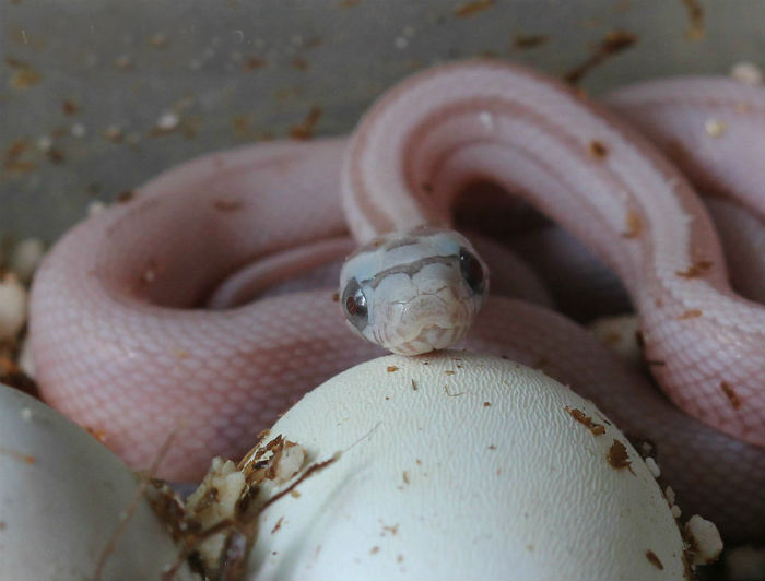 Striped Ghost Corn Snake